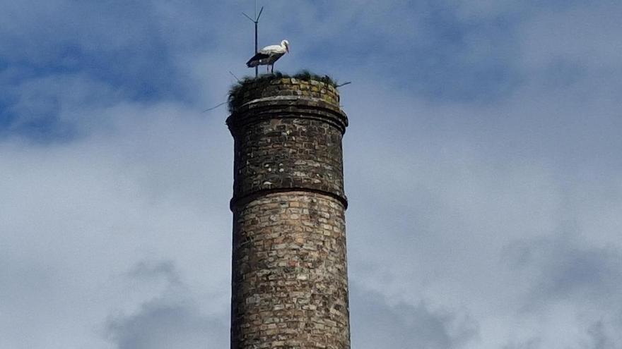El nido de cigüeñas sobre la chimenea de Ponteareas.