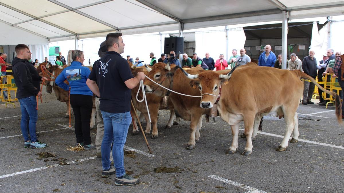 Ganaderías de Langreo, La Felguera