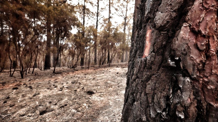 Todas las fotos del incendio de Tenerife