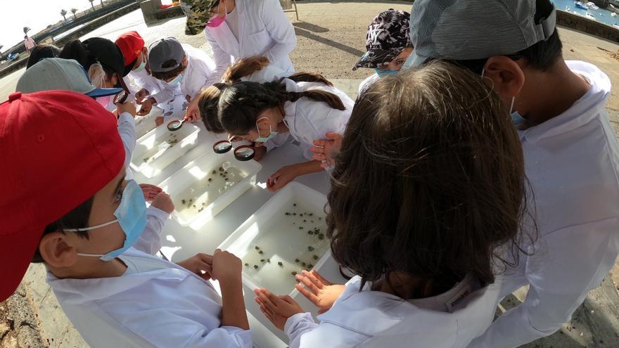 Cientos de escolares se convierten en biólogos por un día en la marina de Arrecife