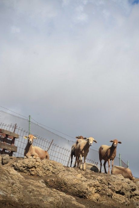 Recorrido por la cumbre y las presas de Gran Canaria tras las últimas lluvias