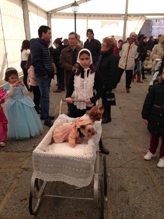 Carnaval en Toro: Concurso de mascotas