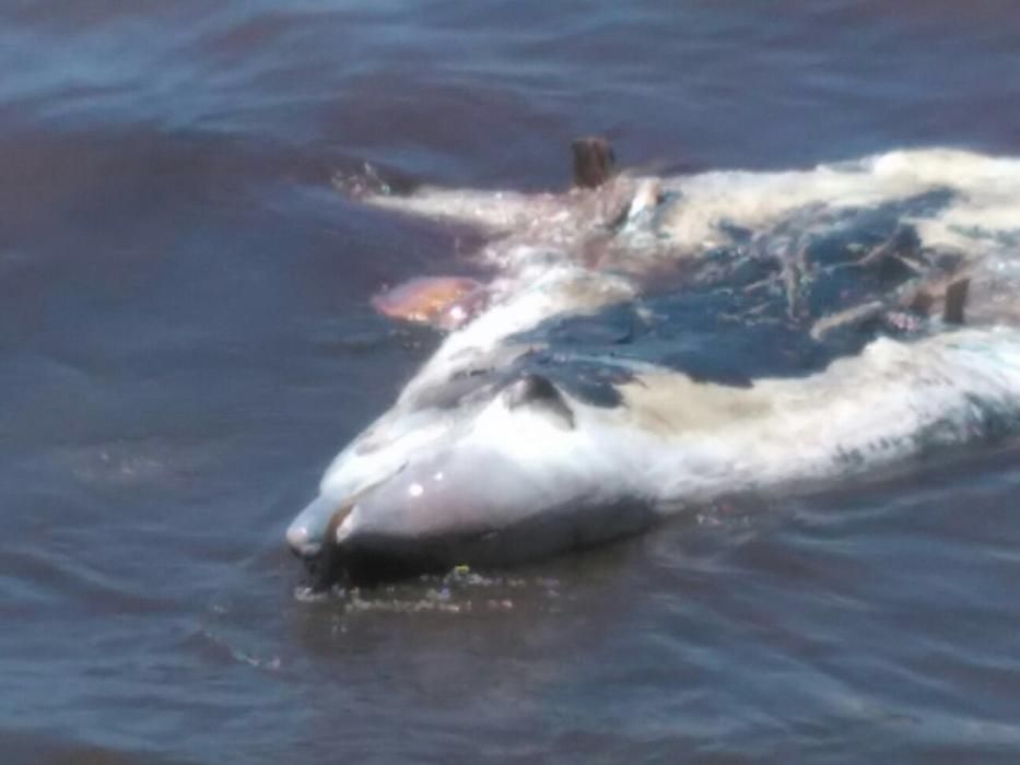 Localizado un delfín sin vida en Bahía Feliz