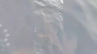 Avistan tiburones blancos en las costas del Lejano Oriente ruso a causa del cambio climático