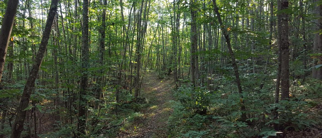 El Castañeru Montés, en el concejo de Sobrescobio, en el parque natural de Redes. | L. M. D.