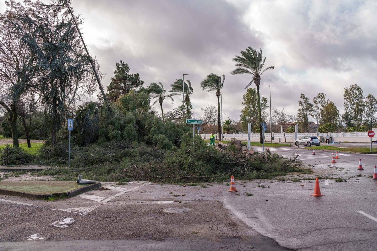 Efectos del temporal Leonardo a su paso por Mérida
