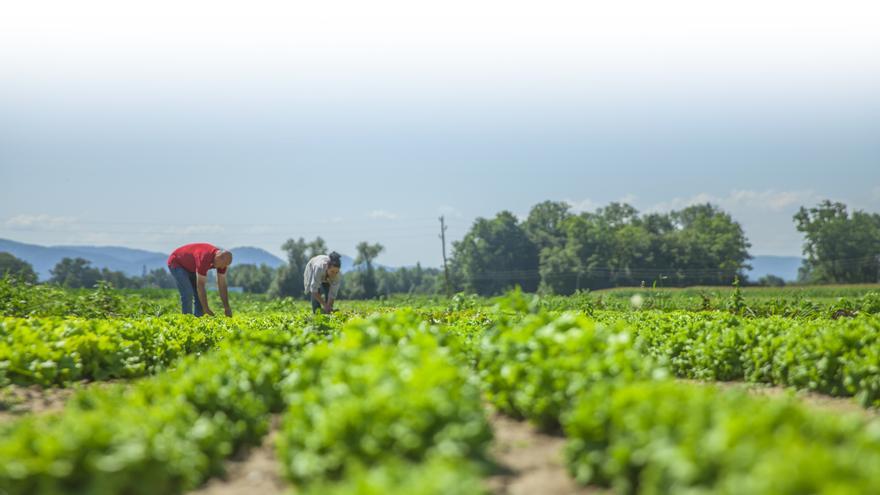 Levante-EMV celebra hoy la excelencia del sector agroindustrial valenciano