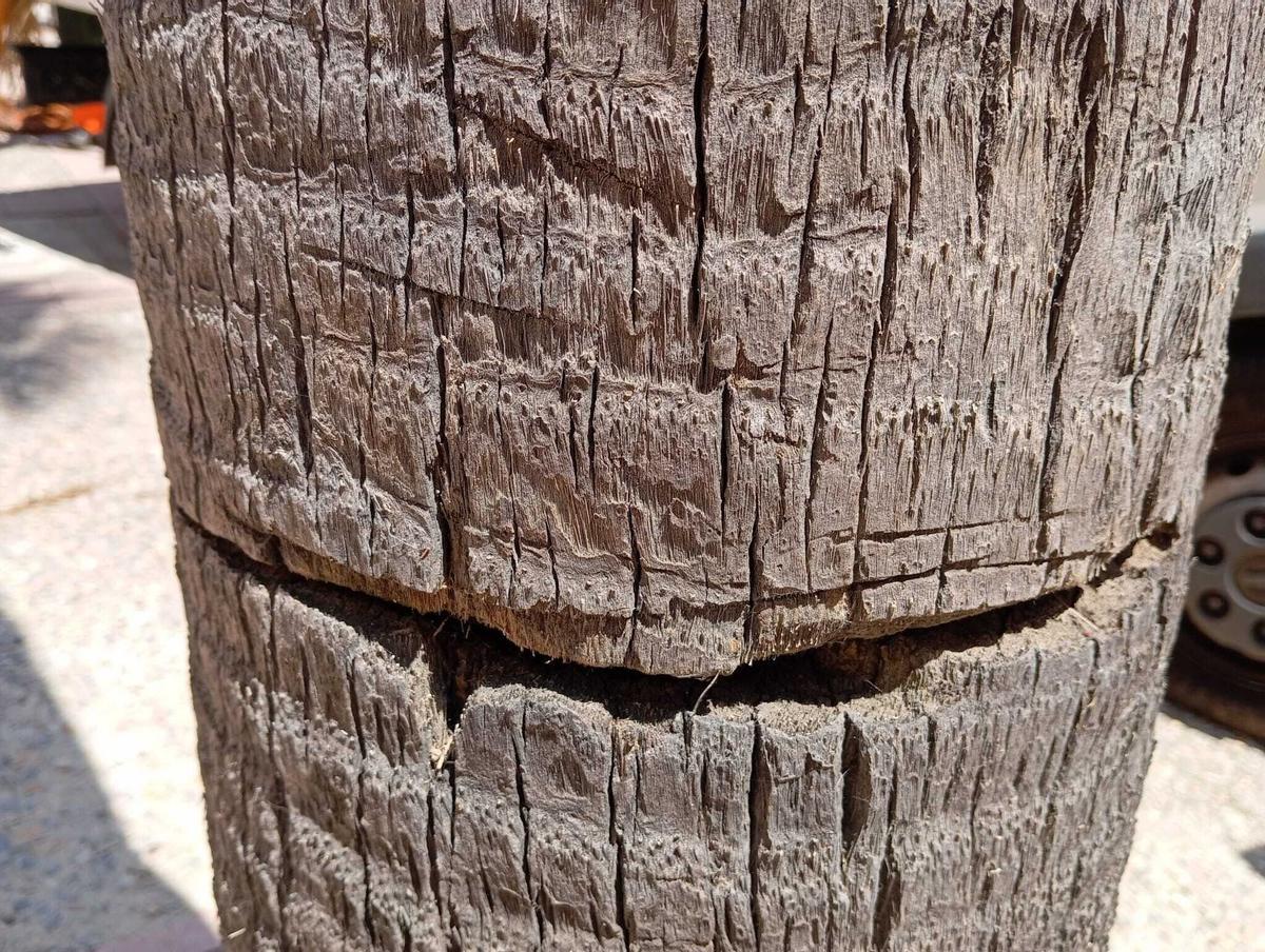 El corte que se aprecia en el tronco de la palmera que delata el intento de tala