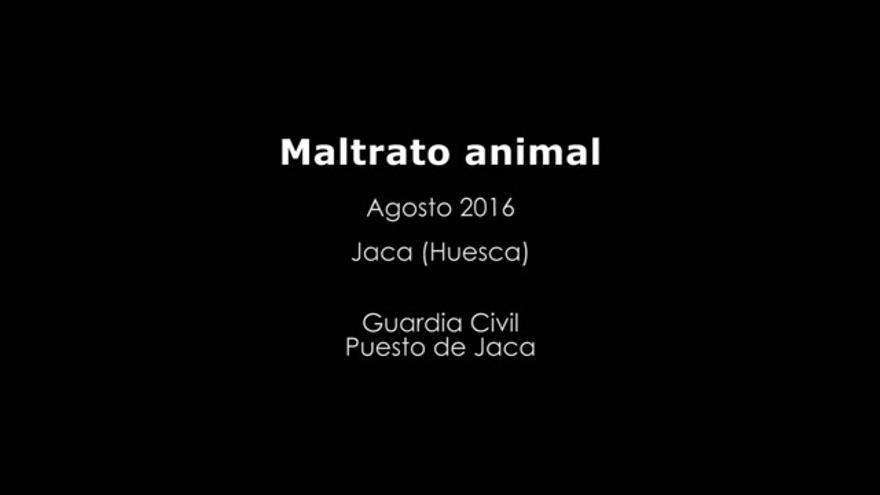 Detenido un ganadero de la Jacetania por maltrato animal