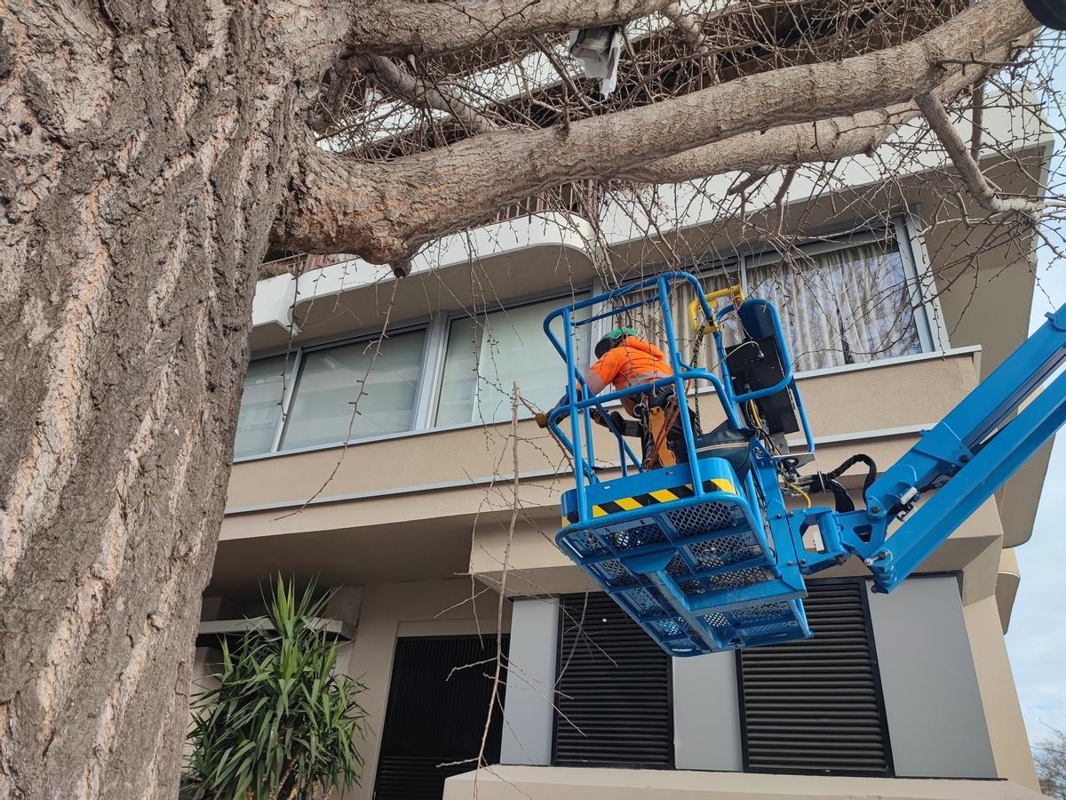 Un tècnic durant els treballs de poda al carrer de la Creu.