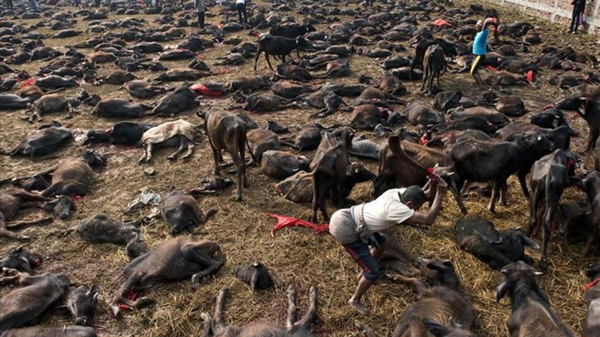 Matanza de búfalos para el festival de Gadhimai en el pueblo de Bariyapur , Nepal