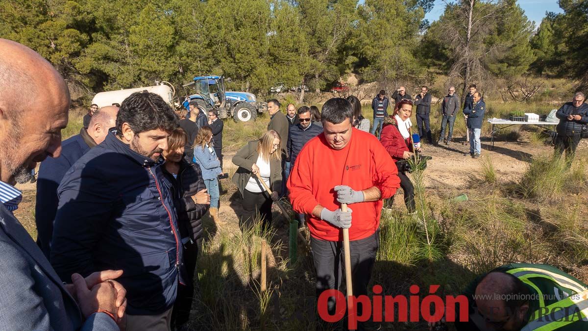 Bosque Disfrimur