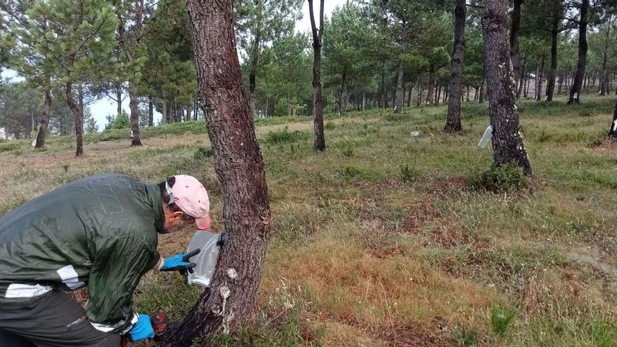 Un operario colocando bolsas para extraer resina en pinos de la comunidad de montes de Baroña
