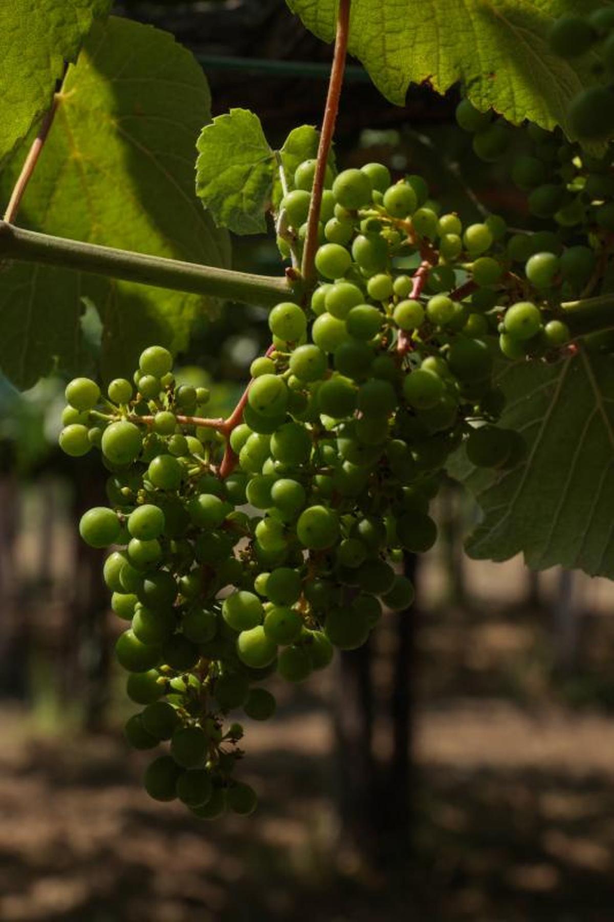 El viñedo está completando la etapa de formación del fruto.