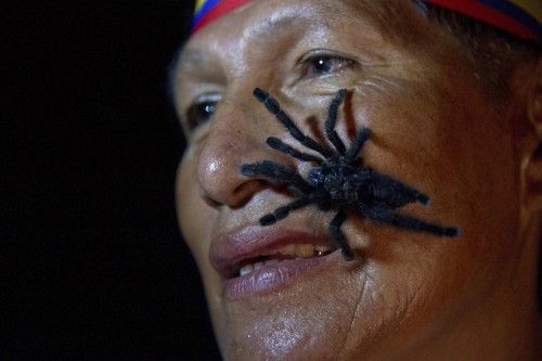 Gabriel Guallo, de la etnia quichua de Ecuador, está de pie con una tarántula en su rostro para demostrar la forma en que se propone romper un récord mundial, en El Tena