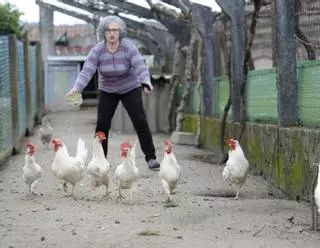 Poca evasión en la granja: legalizan casi 4.500 gallineros de autoconsumo en Deza y Tabeirós