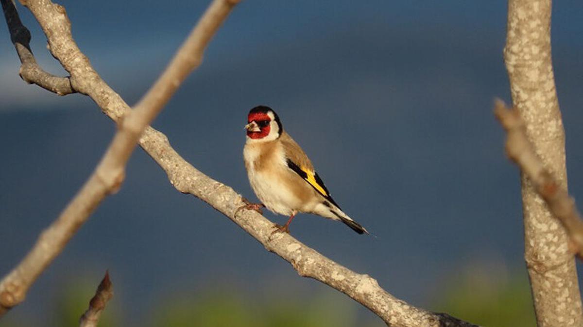 Un ocell fotografiat en l'estudi del CTFC