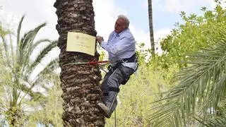 Elche honra a Castellón con una palmera "para unir el sur con el norte"