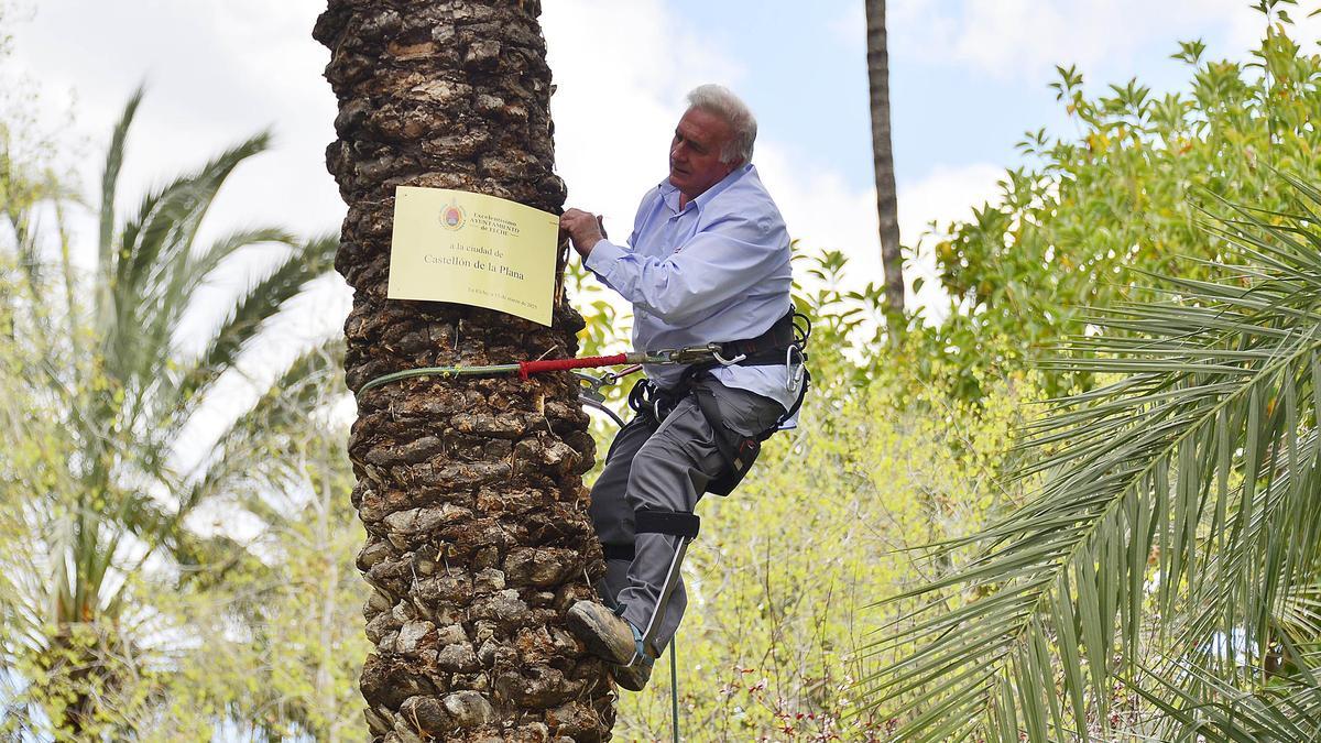 Elche homenajea a Castellón con una palmera