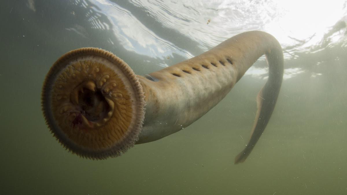 FÓSIL VIVIENTE: Este es el animal 'chupasangre' que vive entre nosotros  desde hace 450 millones de años