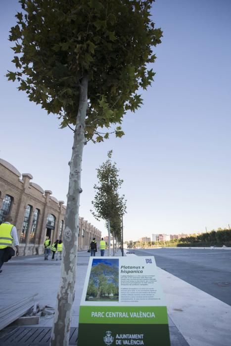 Así están las obras del Parque Central a día de hoy