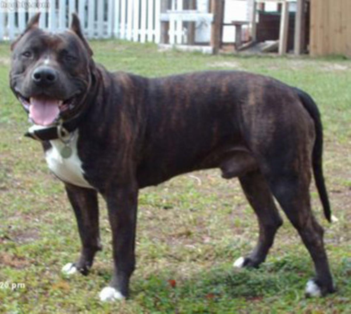 Un exemplar de pitbull, la raça que ha perpetrat els atacs a nens a Toledo.