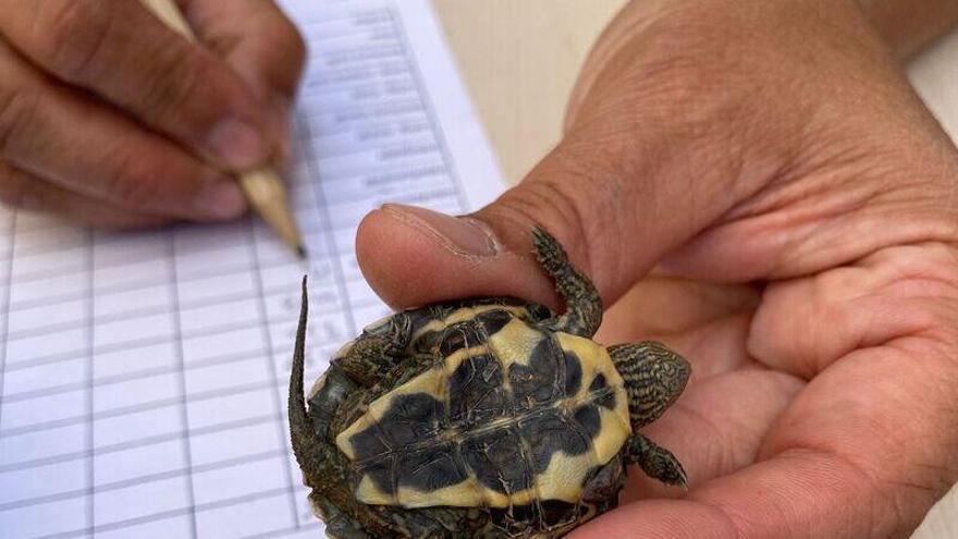 Taller sobre cómo construir trampas para censar tortugas en El Hondo de Elche y Crevillent