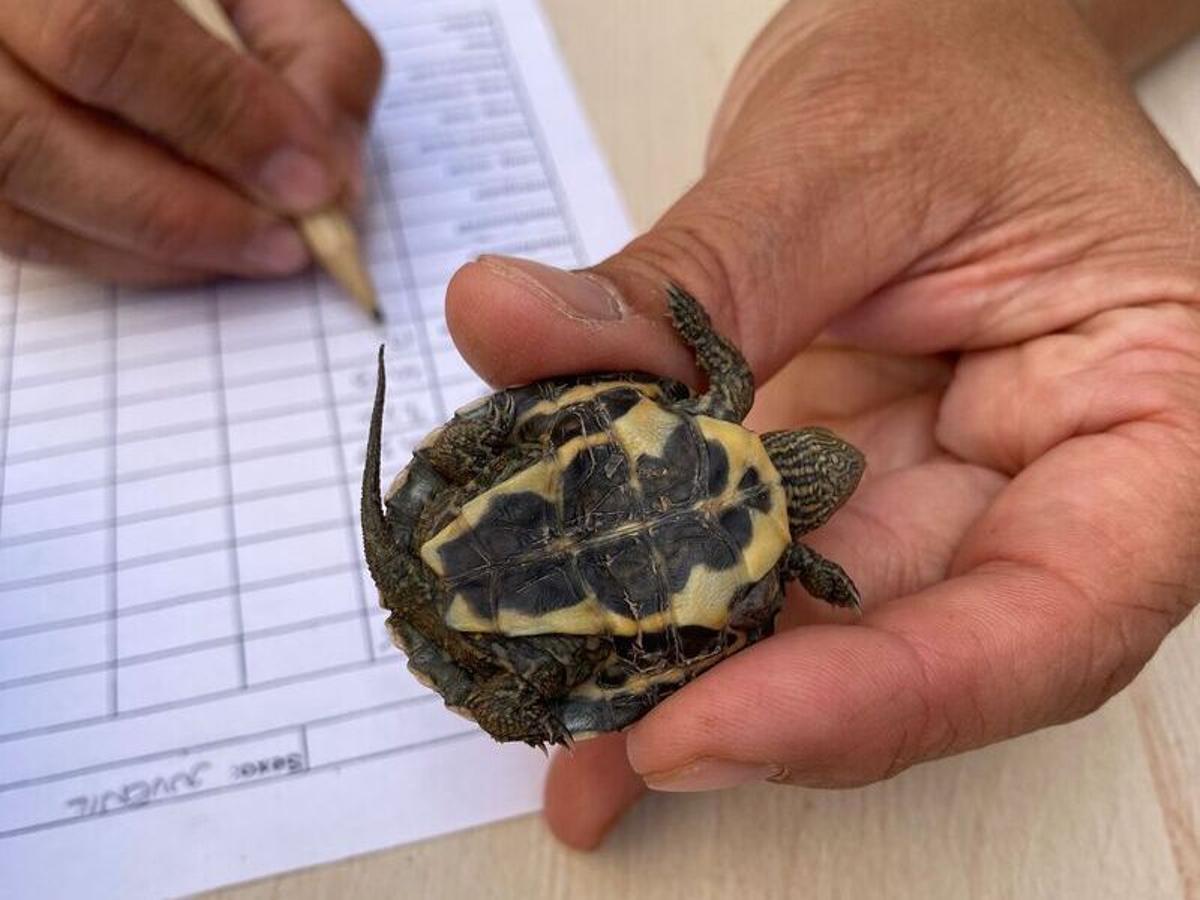 En El Hondo de Crevillent y Elche se censaron 2 tortugas autóctonas en 2024 y 5 el año pasado
