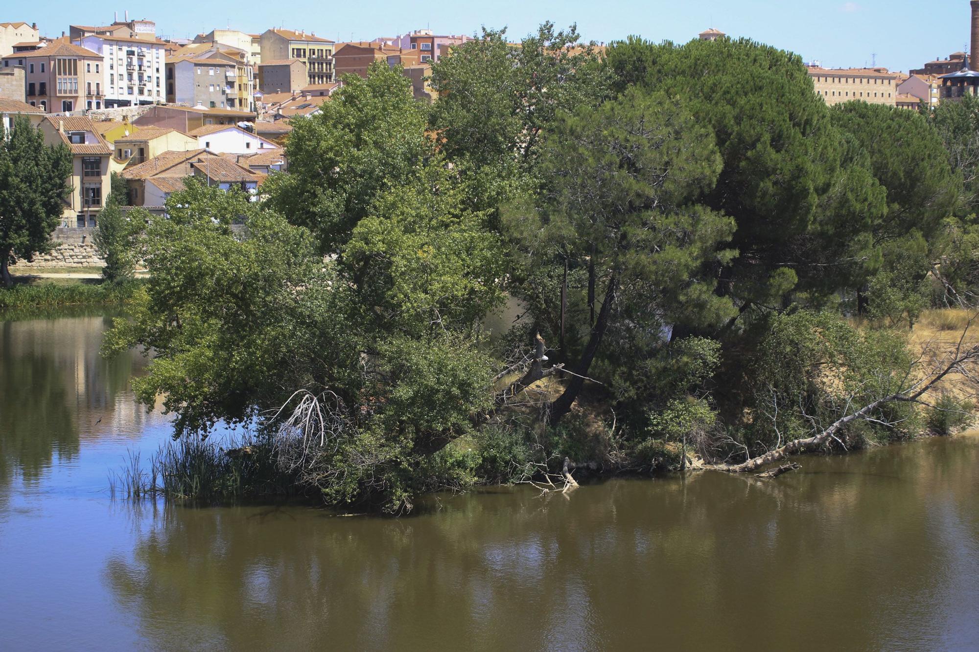 Zamora | Las aves del Duero, en peligro