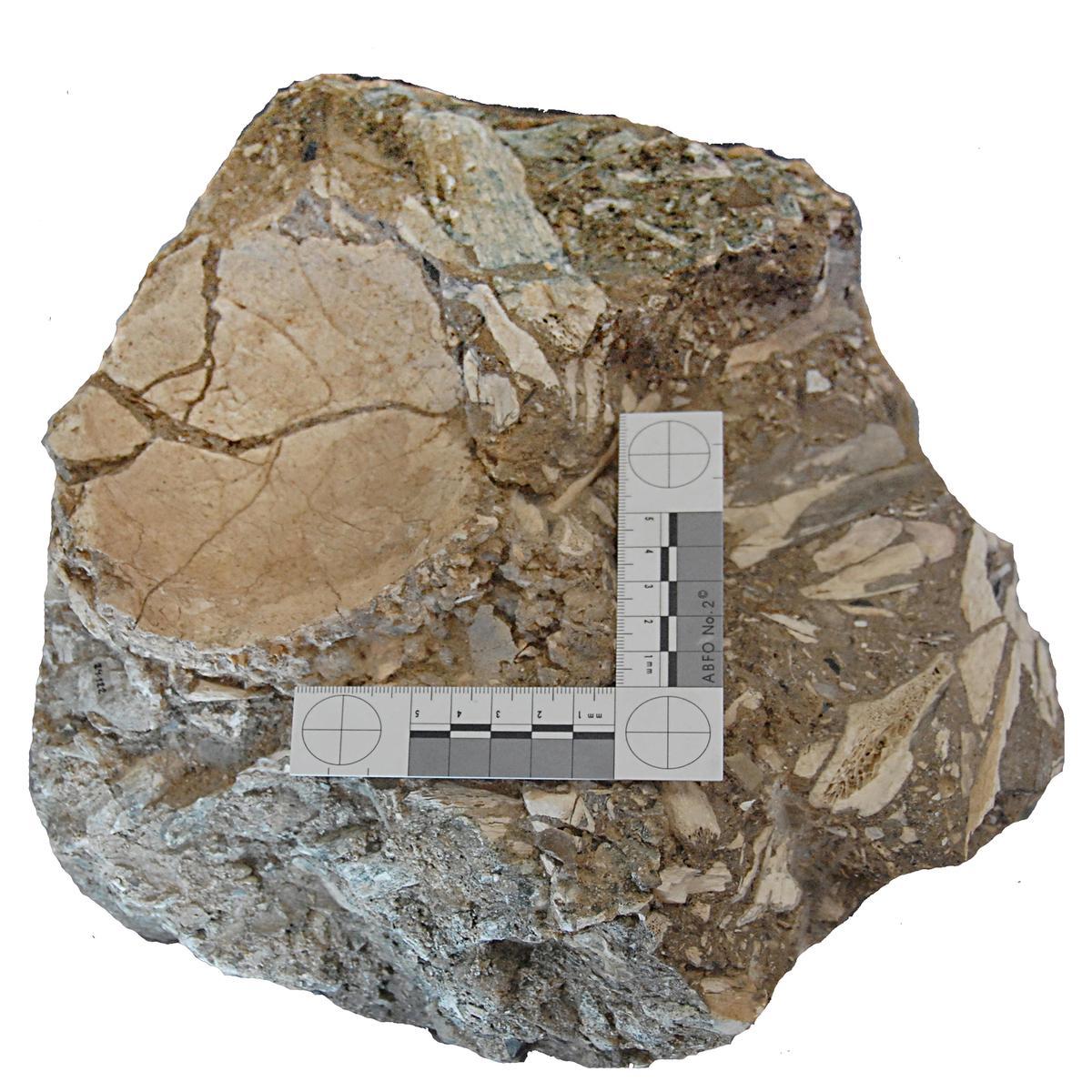 Parietal preneandertal