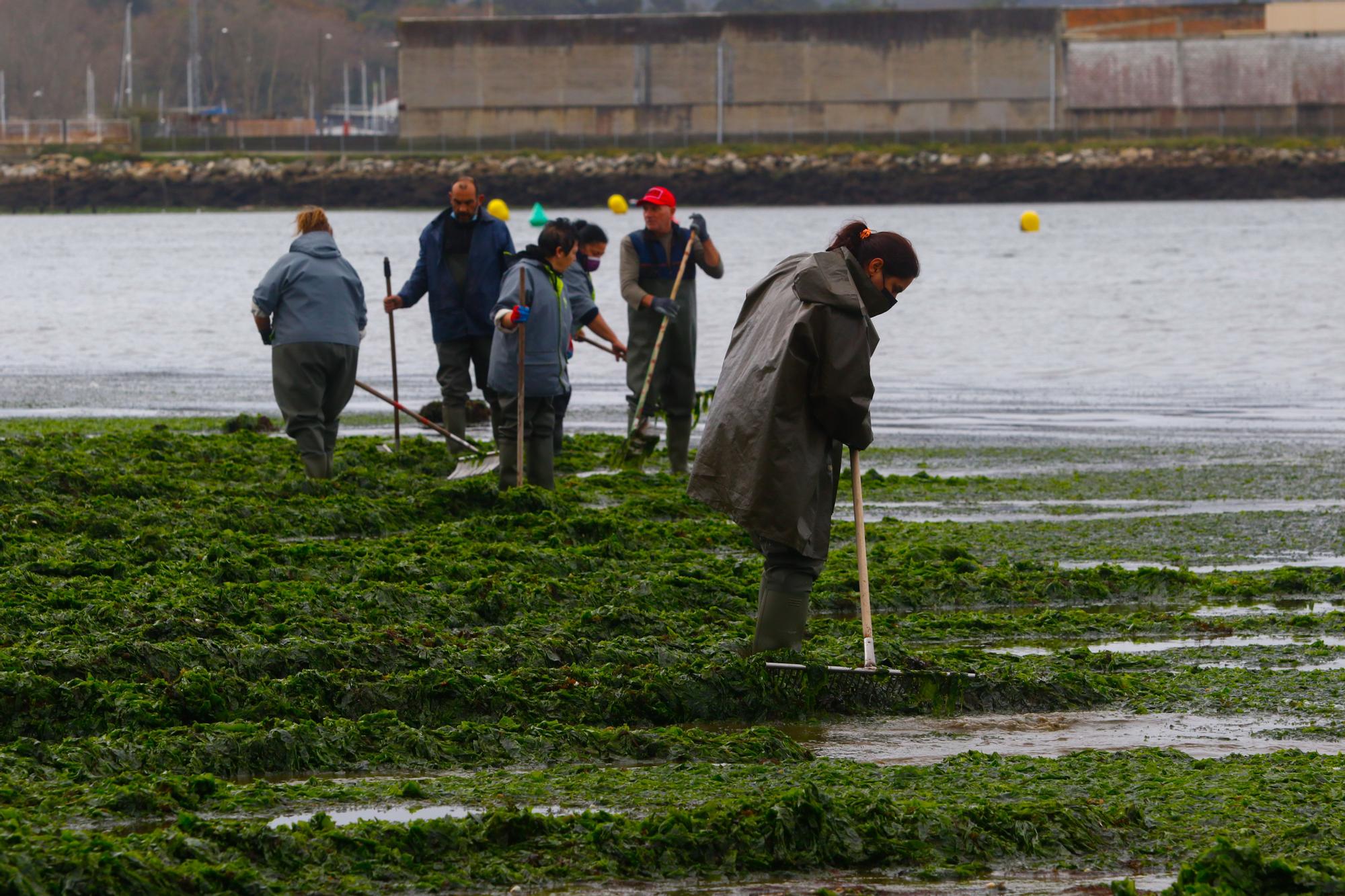 Espectacular invasión de algas en la playa Compostela