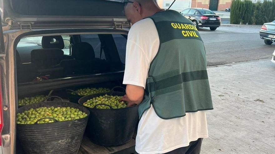 Investigadas unas 30 personas tras la incautación de 12 toneladas de aceitunas en la Sierra Sur de Sevilla