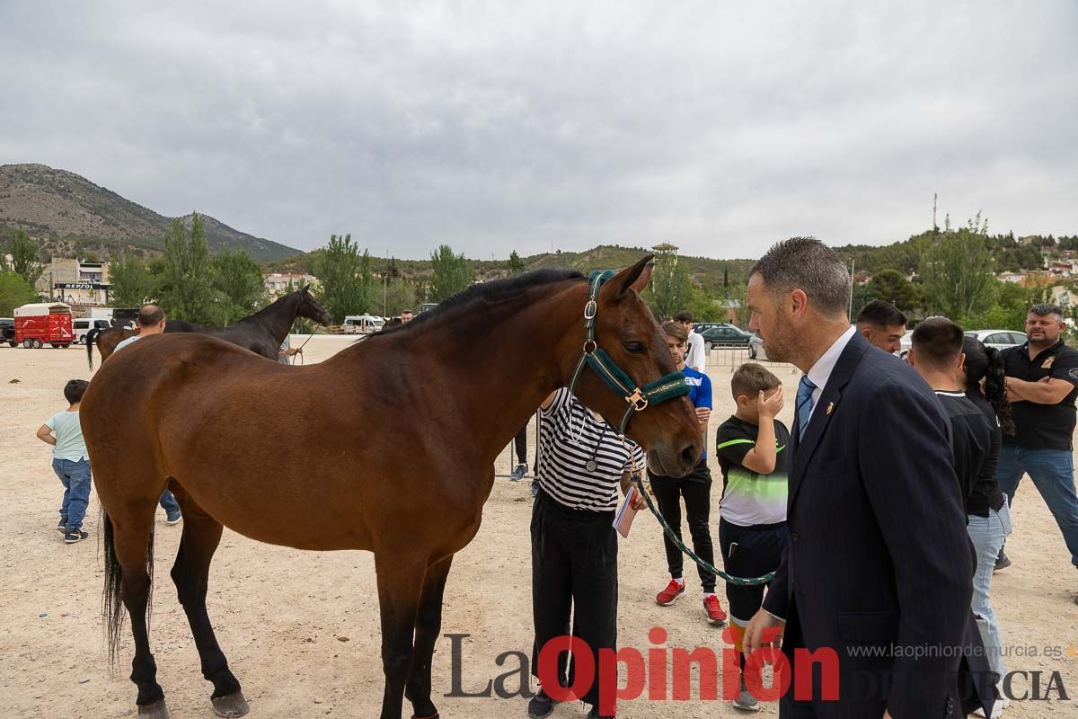 Control veterinario de los Caballos del Vino en Caravaca