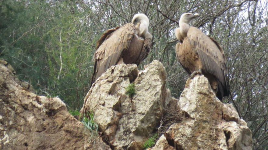 La alimentación de las aves necrófagas