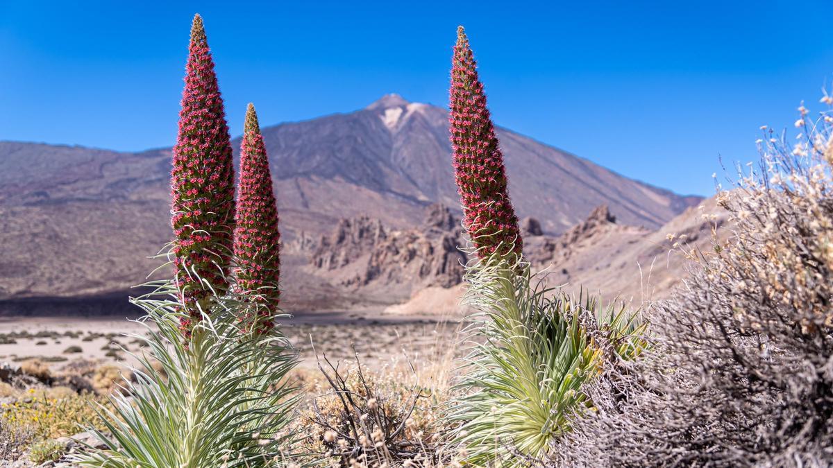 Tajinastes en flor en el Parque Nacional del Teide.