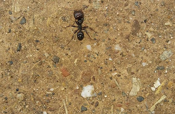 Surten del cau. El nostre lector ens comenta que tot passejant pel camí del Grau ha vist les primeres formigues.