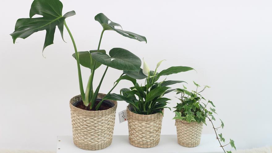 PLANTAS DE INTERIOR | Anémona, una de las flores más vistosas que puedes  cultivar en casa