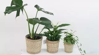 Las plantas de interior que más alegran tu hogar y son muy fáciles de cuidar