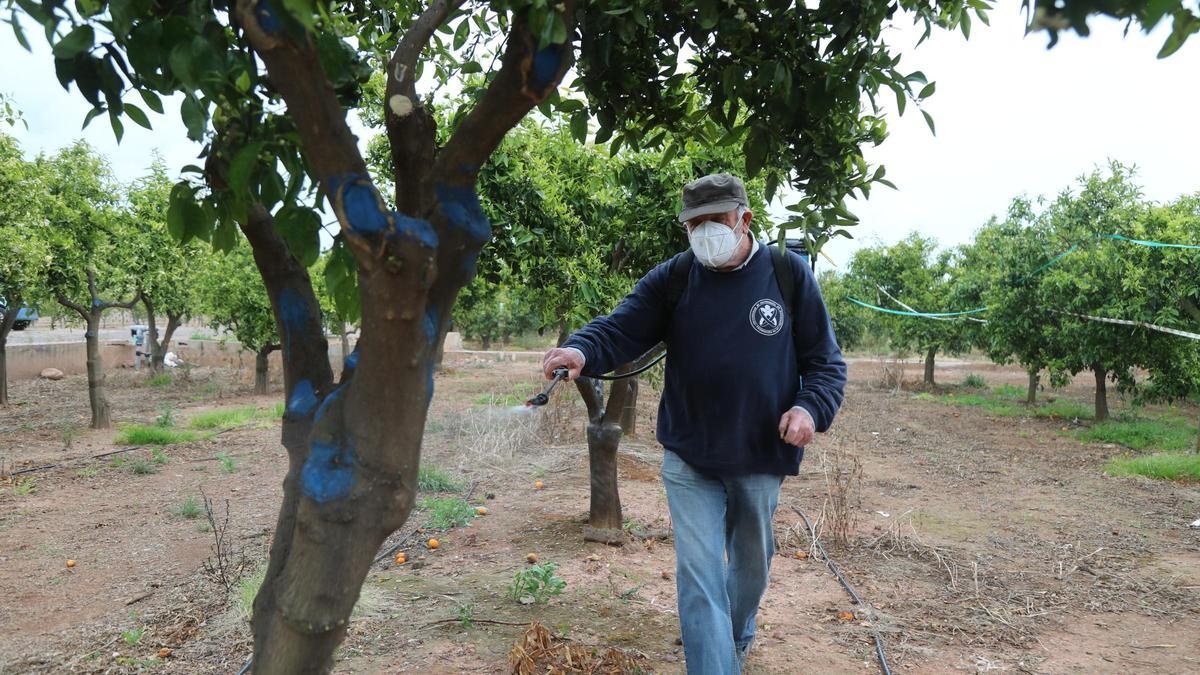 Un agricultor trata sus naranjos con un pesticida.
