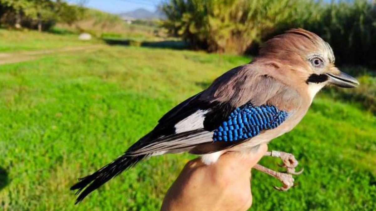 Abrera convida a conèixer els ocells en la jornada d’anellament organitzada per SEO/Bird Life a Santa Maria de Vilalba  | AJUNTAMENT D’ABRERA