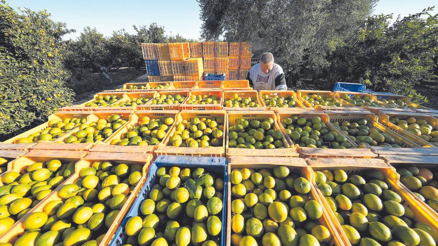 Andalucía superará a la Comunitat Valenciana en producción de naranjas esta campaña al crecer un 22%