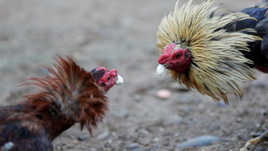Diez meses de cárcel para dos organizadores de peleas de gallos en reñideros de Jaén y Córdoba