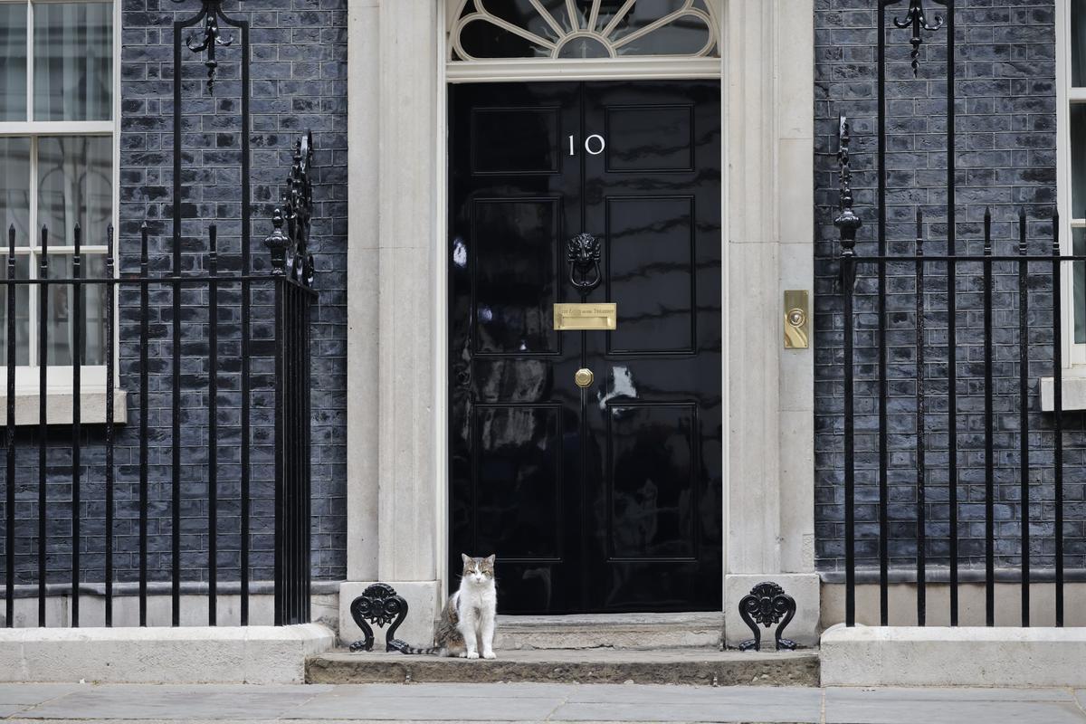 Larry the cat: el gat ratador de Downing Street que triomfa a les xarxes Larry the cat: el gat ratador de Downing Street que triomfa a les xarxes