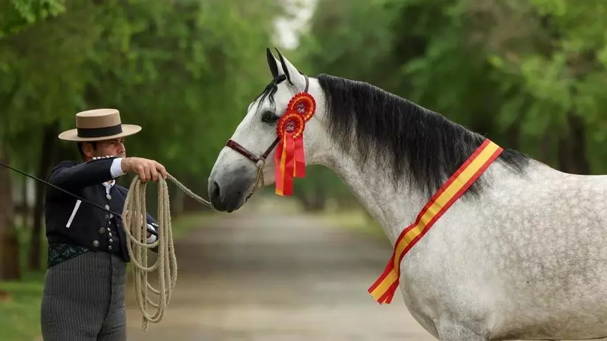 El caballo que lleva el nombre de Nules por toda España
