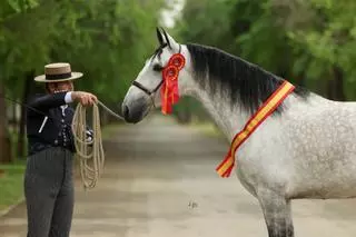 El caballo que lleva el nombre de Nules por toda España