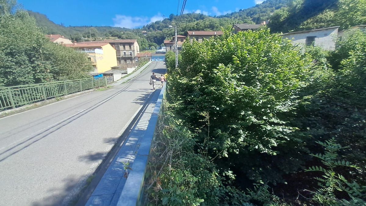 Maleza en Turón.
