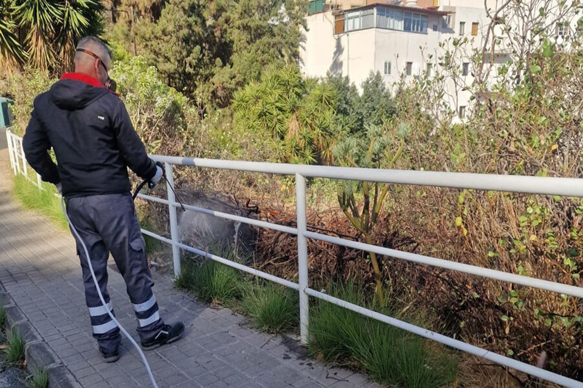 Una intervención de desinsectación y desratización, en Las Palmas de Gran Canaria
