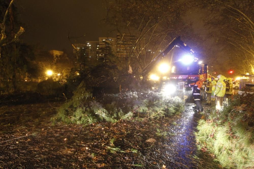 Un árbol cae en Blasco Ibáñez por el temporal.