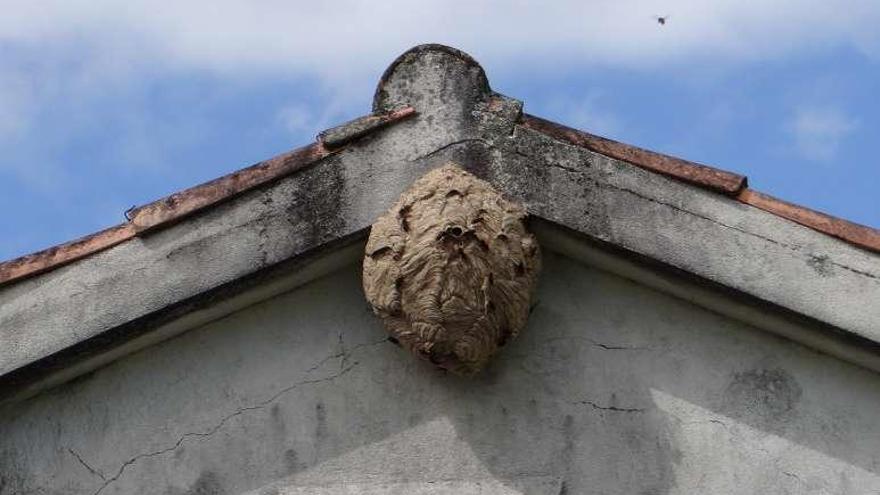 Nido de avispas asiáticas, en una casa de Santo André de Vea.