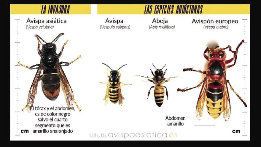 Tres claves para diferenciar a la avispa asiática - La Opinión de Zamora